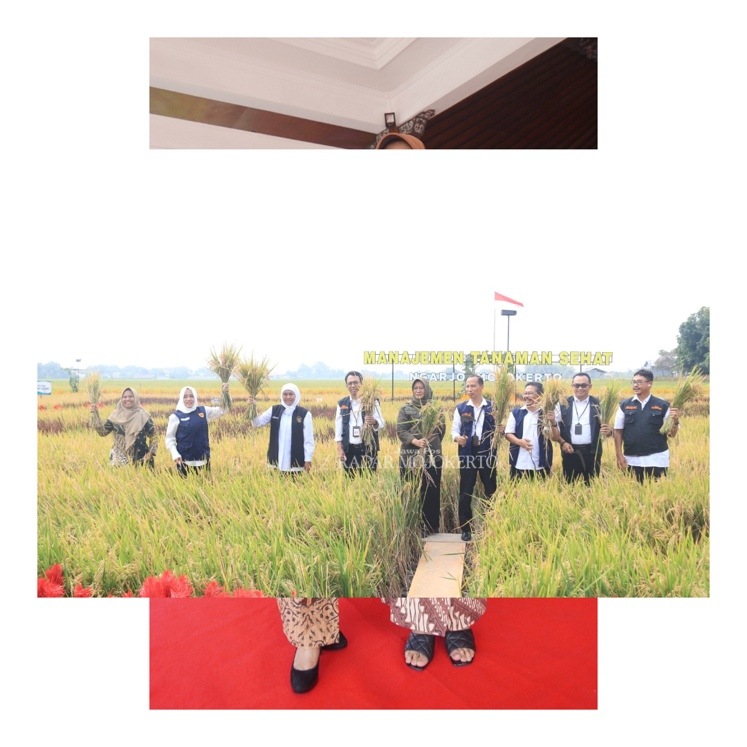 PERCONTOHAN: Bupati Ikfina Fahmawati dan Kepala Disperta Nurul Istiqomah saat mendampingi Gubernur Jatim Khofifah Indar Parawansa Temu Lapang dan pencanangan penerapan Manajemen Tanah Sehat (MTS) di D