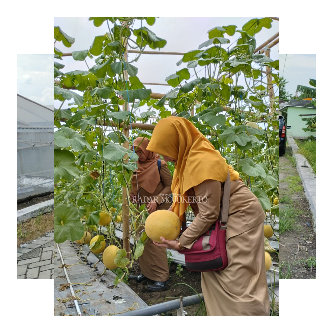 PIONIR: Tim DLH Kabupaten Mojokerto saat meninjau panen budi daya melon premium pertama kali di Kebun KWT Raflesia, Desa Terusan, Kecamatan Gedeg.