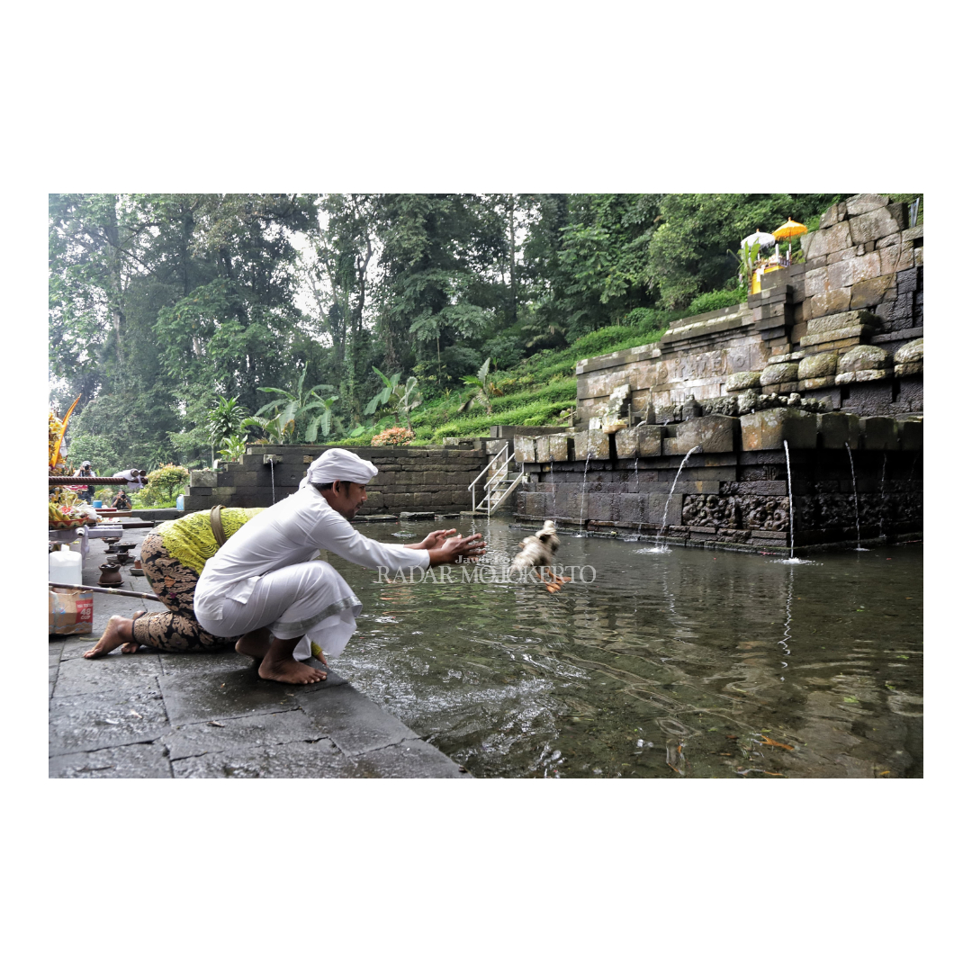 RITUAL: Pemangku melempar sesaji berupa hewan ke kolam Patirtan Jolotundo.