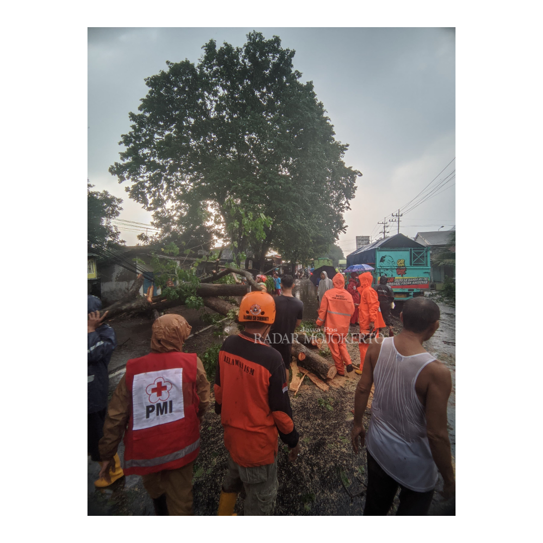 DIEVAKUASI: Petugas BPBD Kabupaten Mojokerto mengevakuasi pohon tumbang yang menutup akses Jalan Raya Dusun Ngranggon, Desa Ngrowo, Kecamatan Bangsal, Senin (4/3).