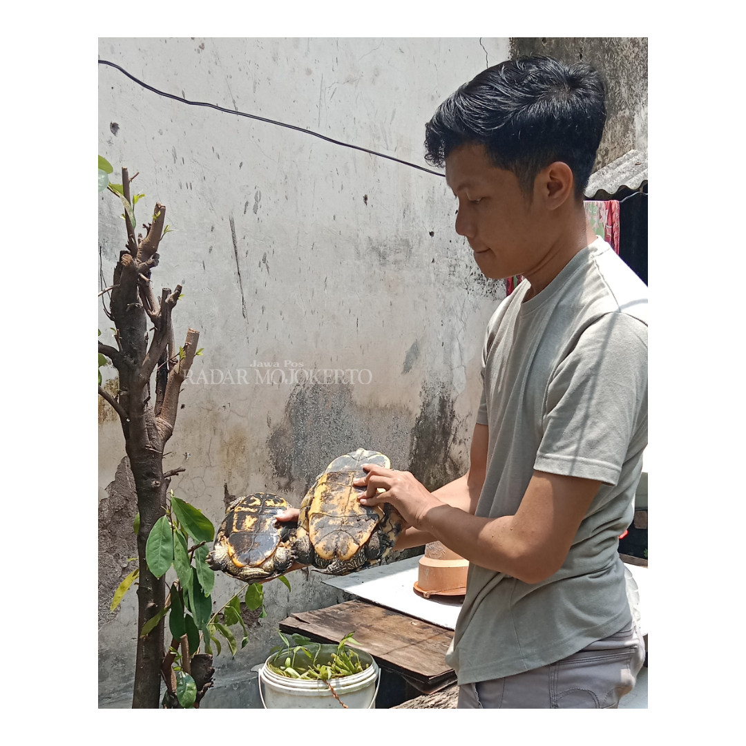 REPTIL: Muhammad Irfan Ikhsan merawat kura-kura miliknya di Kedungkwali Gotong Royong, Kecamatan Prajurit Kulon, Kota Mojokerto, Kamis (7/3) siang.