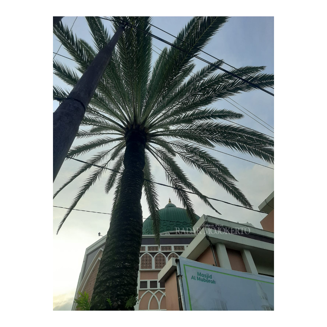 TUMBUH SUBUR: Pohon Kurma Azwa di sudut timur-selatan Masjid Al-Mubarok yang berada di Jalan Riyanto nomor 17, Kelurahan Prajurit Kulon, Kecamatan Prajurit Kulon, Kota Mojokerto, Kamis (15/03).