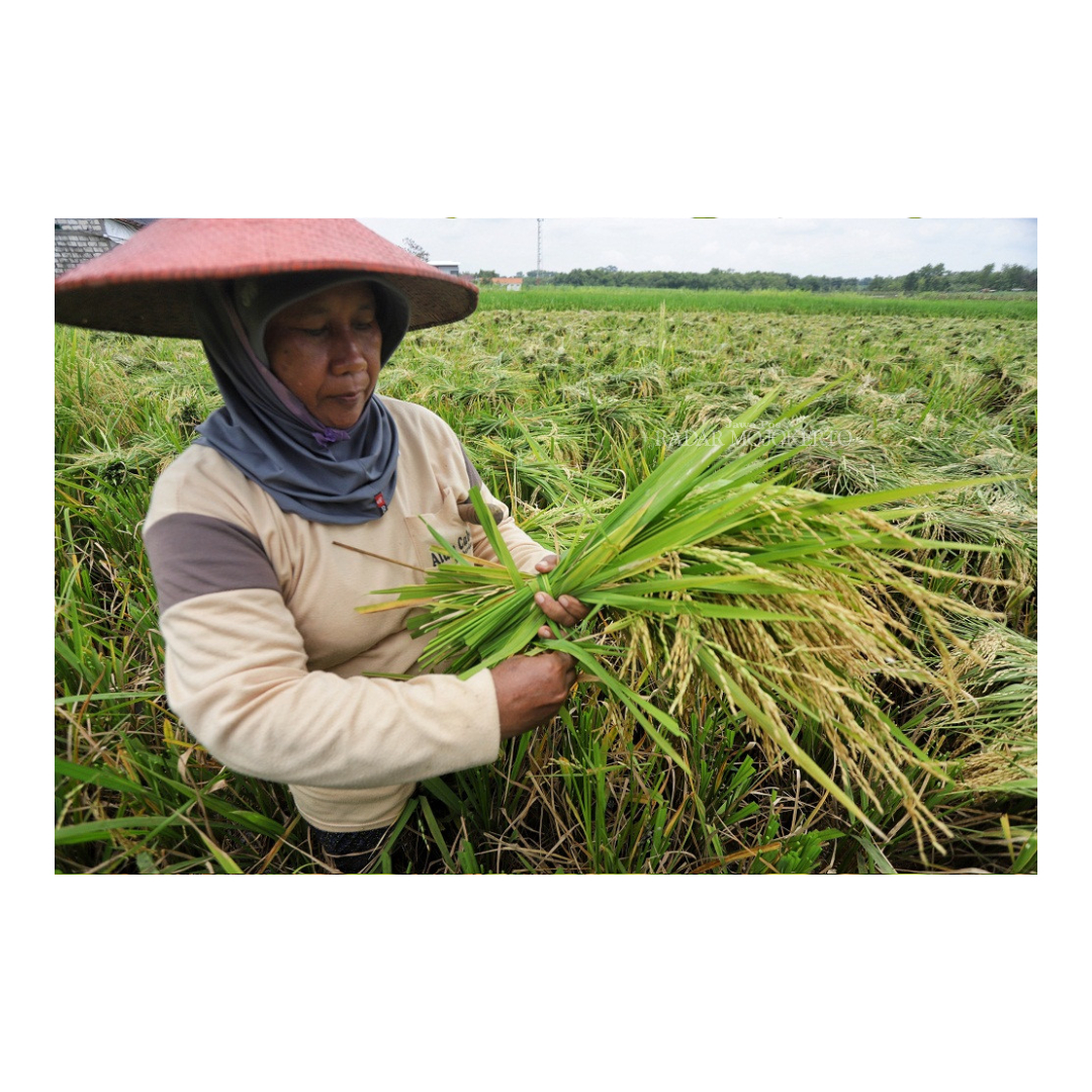 PANEN: Petani di Desa Singowongi, Kecamatan Kutorejo memanen padi di tengah harganya yang berangsur turun, Jumat (29/3).