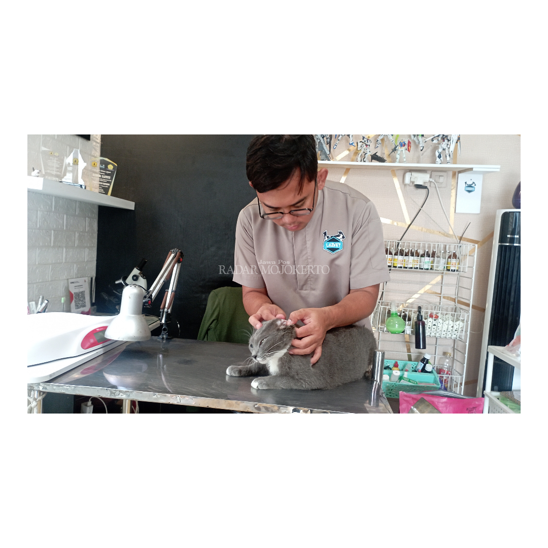 TELITI : drh. Faizal Lazuardi, owner Lazvet, sedang memeriksa salah satu kucing di kliniknya di Gang Sinoman 2, Kecamatan Prajurit Kulon, Kota Mojokerto, Selasa (2/4) siang.