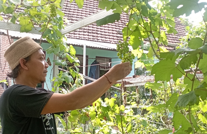 TELITI  Ketua Kelompok Tani Anggur Majapahit Aan memeriksa kelayakan buah anggur di kebunnya di Kedungmaling, Kecamatan Sooko, Kabupaten Mojokerto, Kamis (18/04) siang.