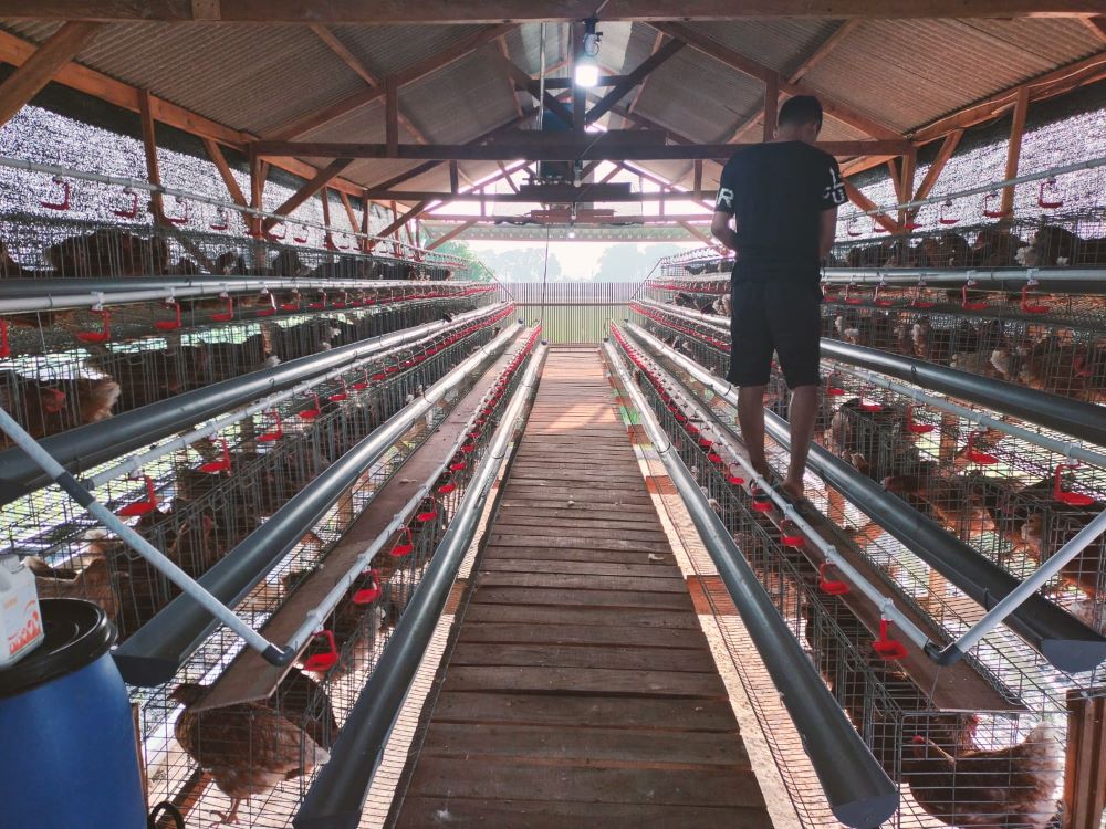LAYAK KONSUMSI: Budidaya ayam petelur yang dirintis Pemerintah Desa Ngoro terus berkembang seiring banyaknya permintaan.