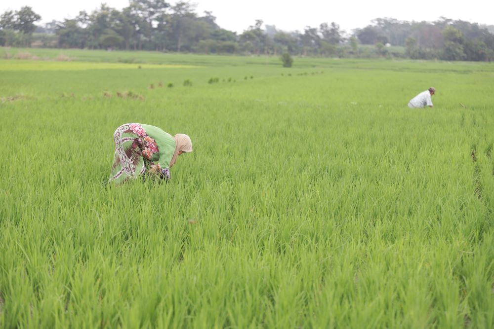 KOMODITAS: Petani di Kabupaten Mojokerto sedang merawat tanamannya. Pada zaman kejayaan Majapahit, pertanian menjadi penopang utama kehidupan ekonomi masyarakat.