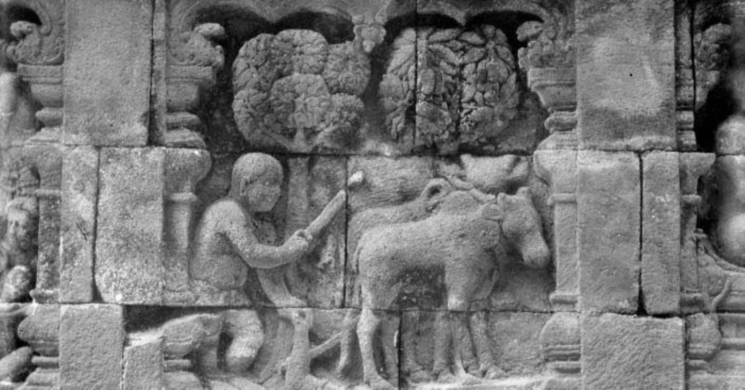 TRADISIONAL: Petani membajak sawah menggunakan alat bajak dan dua ekor sapi lengkap dengan pecut tergambar di relief Candi Borobudur.
