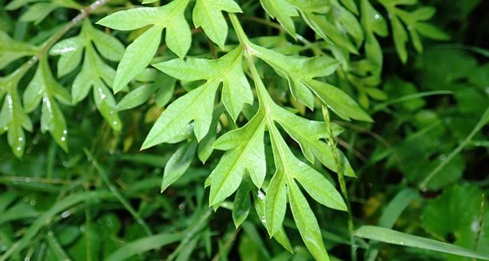 Sayur yang satu ini memiliki rasa pahit. Namun memiliki manfaat yang luar biasa.