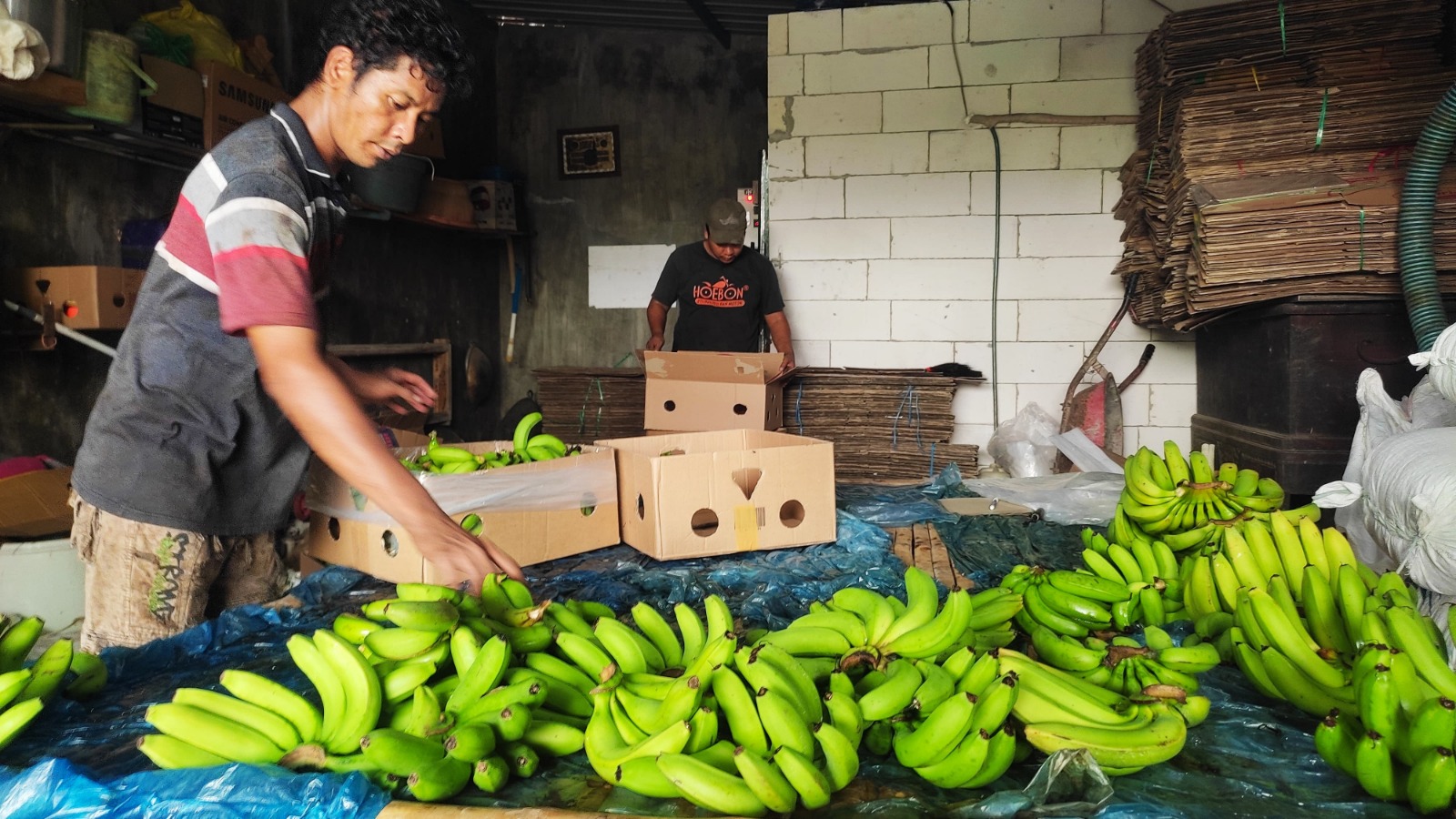 HASIL BUMI: Hasil panen pisang cavendish di Desa Kalipuro, Kecamatan Pungging, diolah dalam kondisi segar untuk segera didistribusikan ke luar daerah.