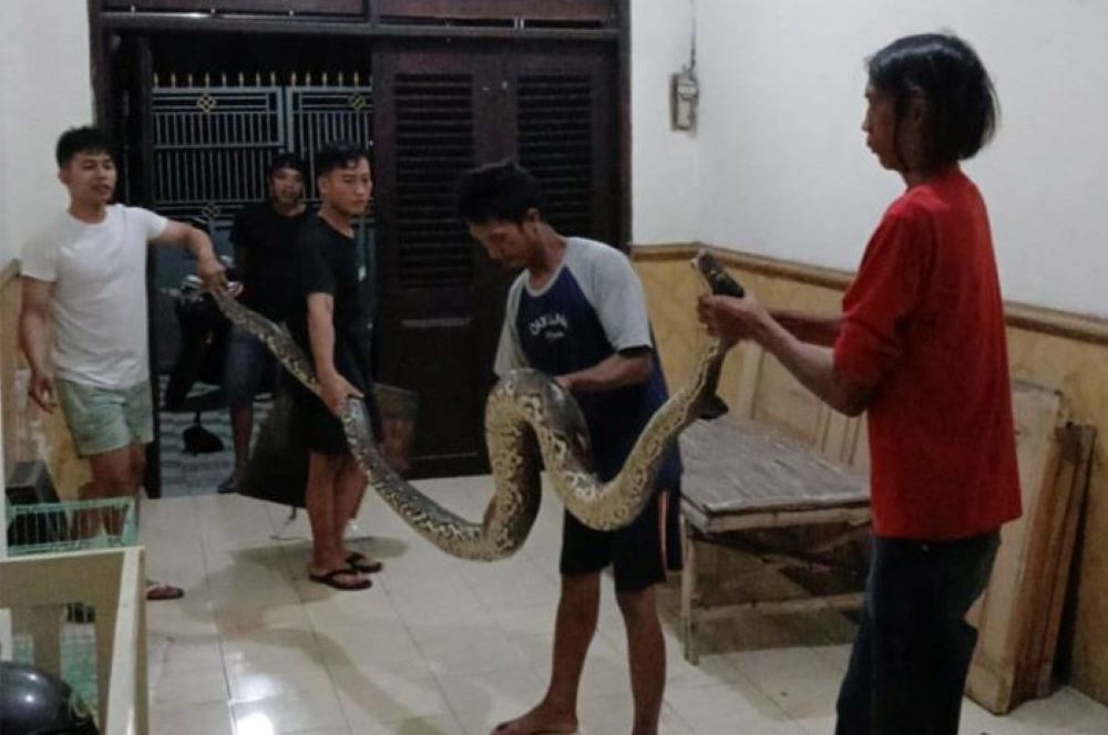 TEMUAN WARGA: Ular sanca kembang yang ditemukan warga berwarna  gelap dengan perpaduan warna cokelat dan garis-garis hitam.