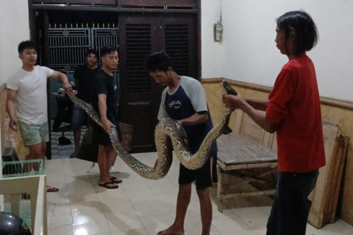 PANJANG: Memiliki panjang 4 meter, ular ini dijuluki piton sanca kembang dengan kepala besar. (Foto dok. Yourda Andrie)