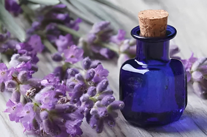 MENENANGKAN: Menghirup aroma lavender dapat membantu tidur menjadi lebih rileks. (foto Jawa Pos)