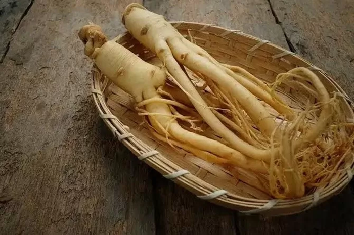 Ginseng memiliki segudang manfaat yang baik untuk tubuh. (Jawapos)