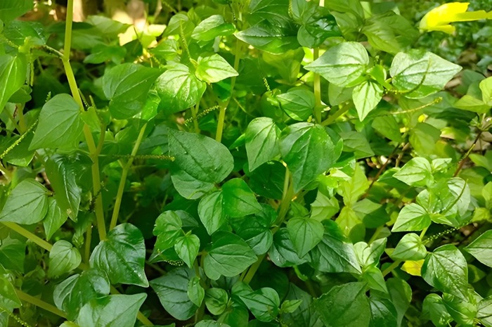 Foto 1: Daun sirih Cina, tumbuhan liar yang memiliki banyak manfaat untuk kesehatan tubuh
