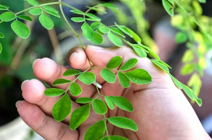 Daun kelor// Jawa Pos