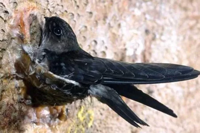 BERKHASIAT: Sarang burung walet yang memiliki banyak manfaat serta kandungan yang sangat baik bagi tubuh manusia. (foto. dok: Jawa Pos)