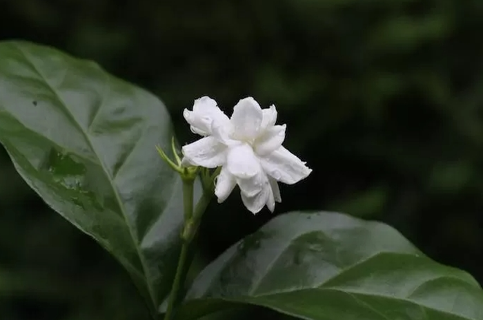 INDAH: Bunga Melati memiliki warna yang putih, berukuran kecil dan memiliki aroma yang khas. (dok. Jawa Pos)