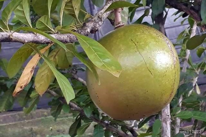 Buah maja