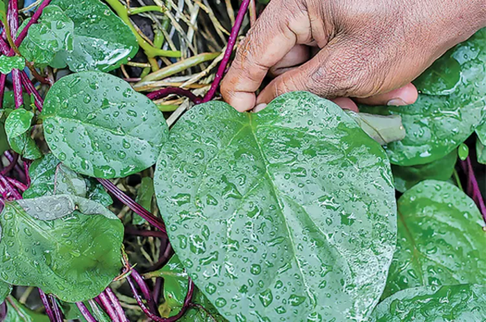 Daun binahong memiliki segudang manfaat untuk kesehatan hingga kecantikan.