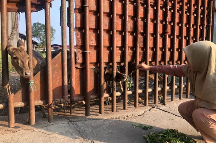 HIBURAN: Pengunjung sedang memberi makan rusa di depan gerbang eks pabrik spiritus Mojokerto. (Foto: Bryan Noer for Radar Mojokerto)