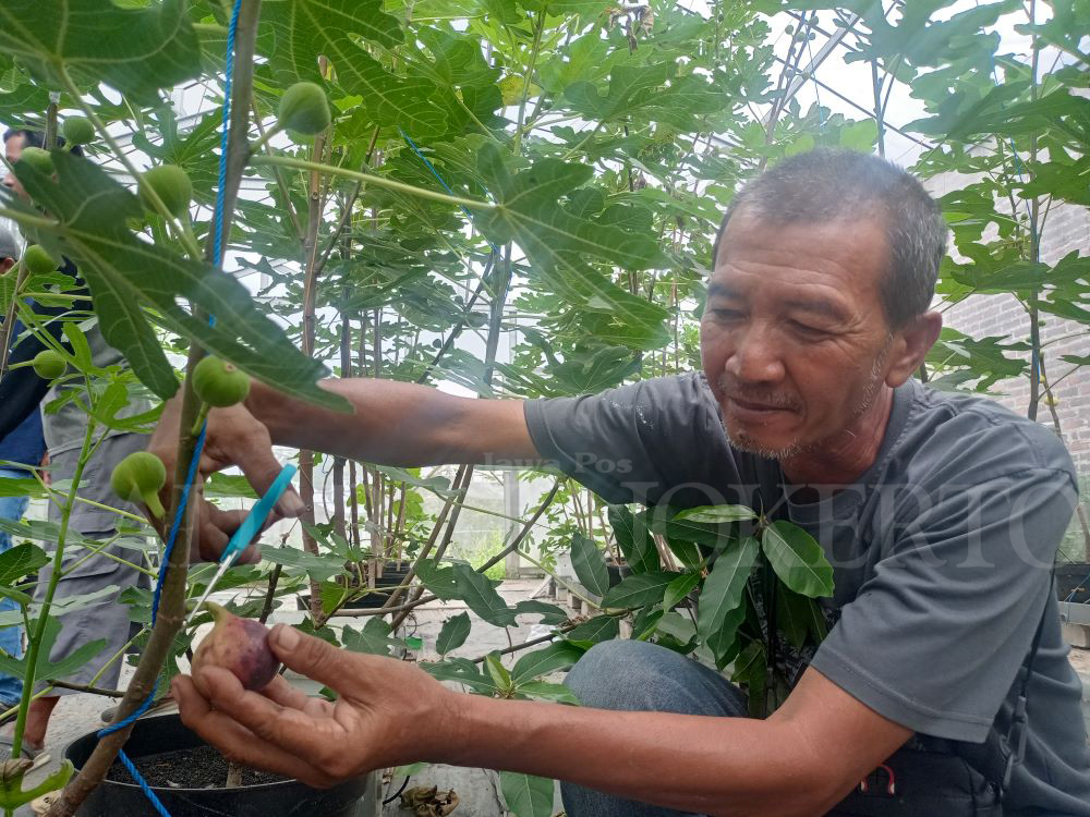 PRODUKTIF: Yani Suharto salah satu petani di Desa Tempuran, Kecamatan pungging yang berhasil membudidayakan tanaman buah tin dan cabai Carolina Reaper.