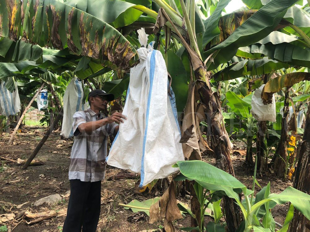 SIAP PANEN: Kepala Desa Mojoranu Masbukhin mengecek pisang cavendish yang siap panen sebelum dipasarkan secara online.