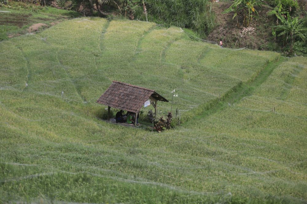 TEKNOLOGI MAJAPAHIT: Lanskap sawah padi dengan pematang yang menjadi pemisah antarpetak di Kabupaten Mojokerto.