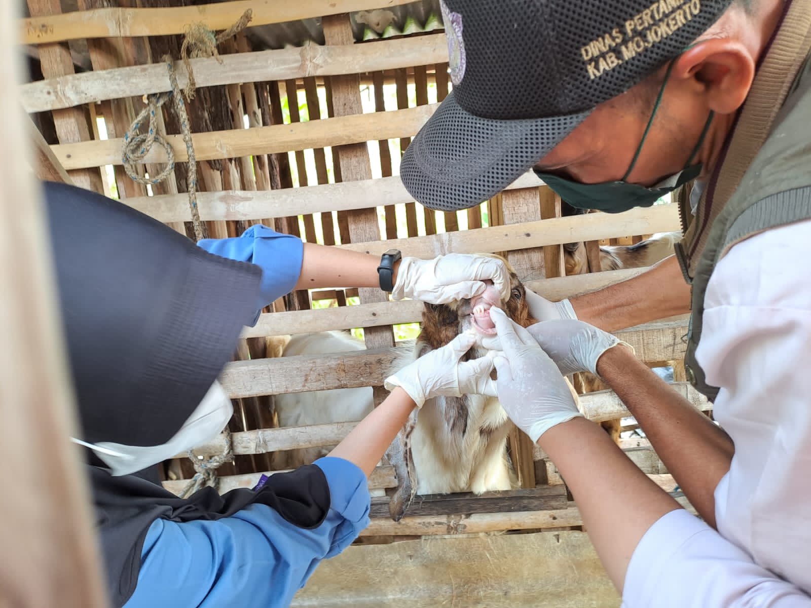 UJI KELAYAKAN: Tim Dokter hewan Dinas Pertanian Kabupaten Mojokerto memeriksa satu persatu hewan kurban di lapak pedagang, sejak 3 hingga 13 Juli lalu.