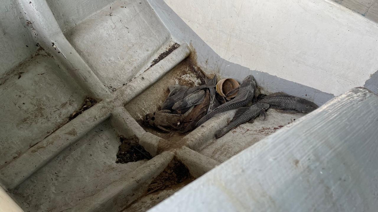 BERBAU: Beberapa ekor ikan sakarmut dalam kondisi mati dibuang di lambung salah satu perahu di bawah Jembatan Rejoto, Sungai Ngotok, kawasan TBM Prajurit Kota Mojokerto, kemarin.