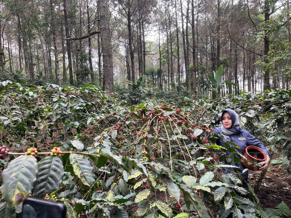 POTENSI ALAM: Bupati Mojokerto Ikfina Fahmawati saat memanen kopi yang ditanam di lereng Gunung Welirang, Desa Ketapanrame, Kecamatan Trawas, Minggu (23/6).