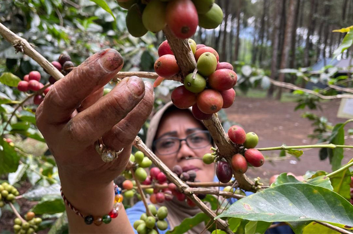 UNTUNG BESAR: Gapoktan memanen biji kopi jenis arabika di areal perkebunan Gunung Arjuno-Welirang, Desa Ketapanrame, Kecamatan Trawas, Rabu (3/7).