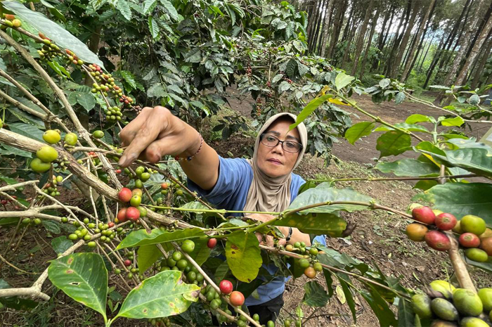 DIMINATI WISATAWAN: Dosen IPB Dian Herawati mencicipi kopi arabika hasil roasting dan olahan usai dipanen petani, di Desa Ketapanrame, Kecamatan Trawas, Rabu (3/7).