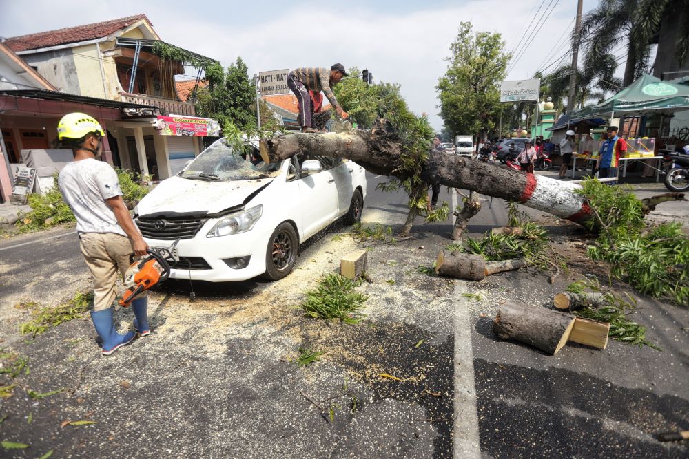 APES: Mobil Toyota Innova warna putih milik Efendi tertimpa pohon glodokan di Jalan Raya Surodinawan, Kecamatan Prajurit Kulon, Kota Mojokerto, Kamis (11/7).