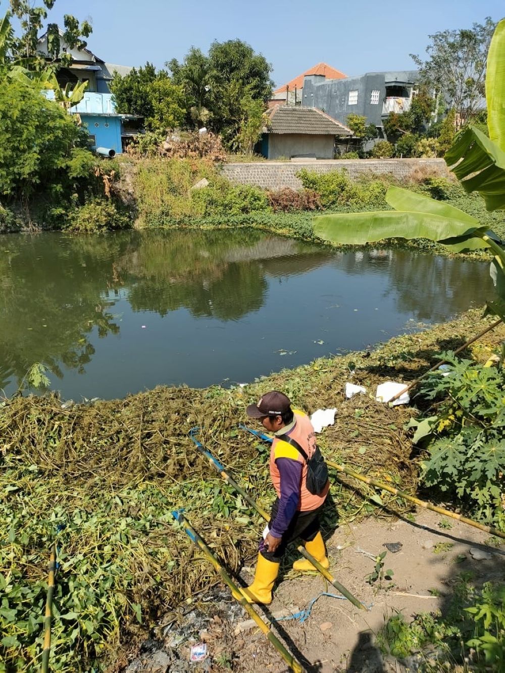 DIBERSIHKAN: Petugas DLH dan DPUPR Perakim Kota Mojokerto saat mengevakuasi tanaman liar yang menumpuk di permukaan air di Sungai Sadar, kemarin.