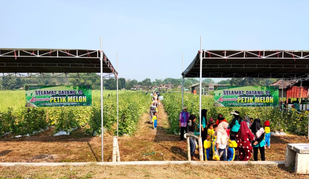 SETAHUN SEKALI: Suasana agrowisata petik melon di Desa Balongwono, Kecamatan Trowulan setiap tahun menjadi jujukan masyarakat dan wisatawan luar kota.