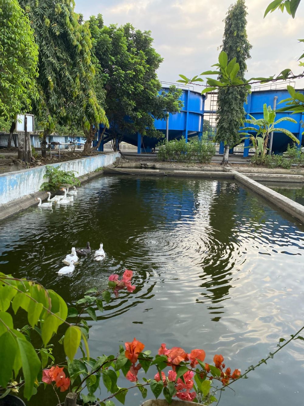 AMAN BAGI EKOSISTEM: Kolam effluent berfungsi sebagai penampungan air hasil pengolahan IPAL sebelum dilepas ke sungai.