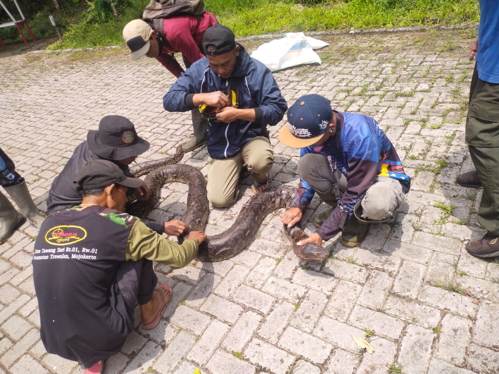 DIEVAKUASI: Ular sanca berukuran 6 meter dievakuasi petugas dari kawasan Jembatan Pacet &ndash; Cangar agar tidak mengganggu pengguna jalan.