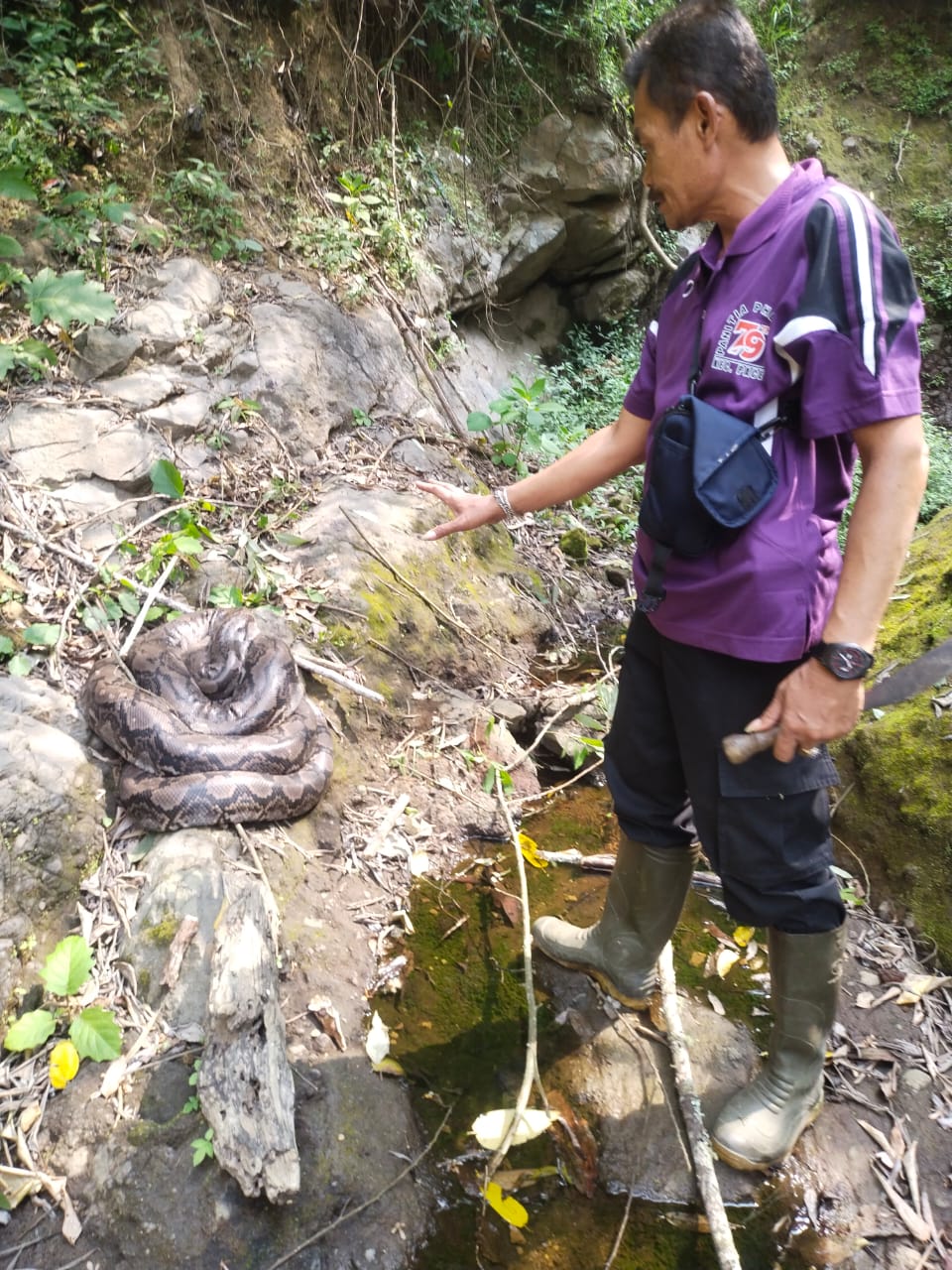 DILEPAS LIARKAN: Petugas melepasliarkan ular piton jumbo di area tengah hutan lindung sehingga jauh dari aktivitas masyarakat di kawasan Pacet &ndash; Batu.