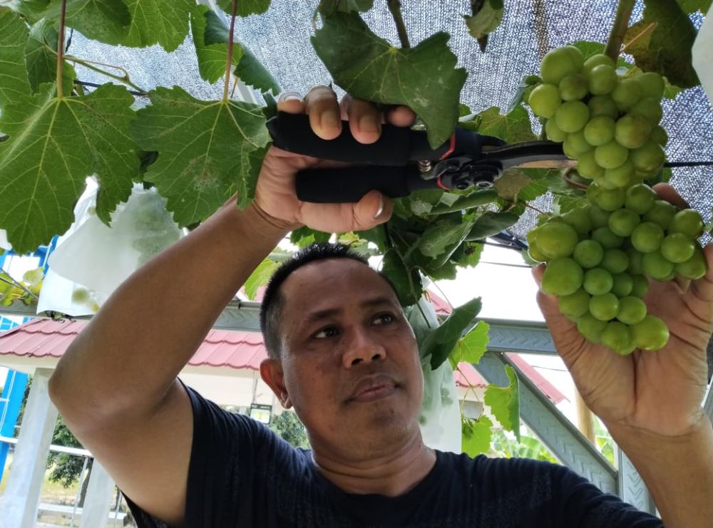 DUKUNG SWASEMBADA: Kepala Desa Kembangsri Muhammad Lamadi kembangkan perkebunan anggur di lahan milik desa untuk dijadikan agrowisata nantinya.