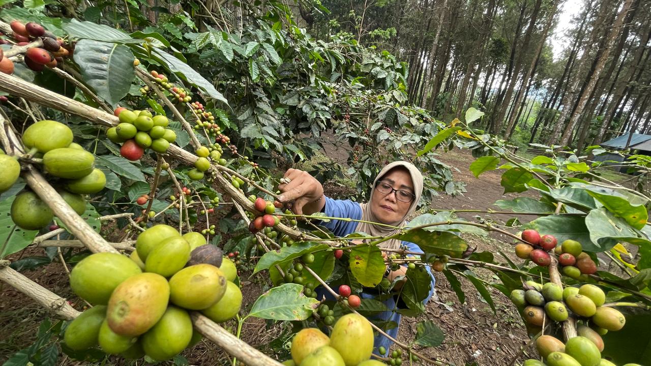 UNTUNG BESAR: Gapoktan memanen biji kopi jenis arabika di areal perkebunan Gunung Arjuno-Welirang, Desa Ketapanrame, Kecamatan Trawas.