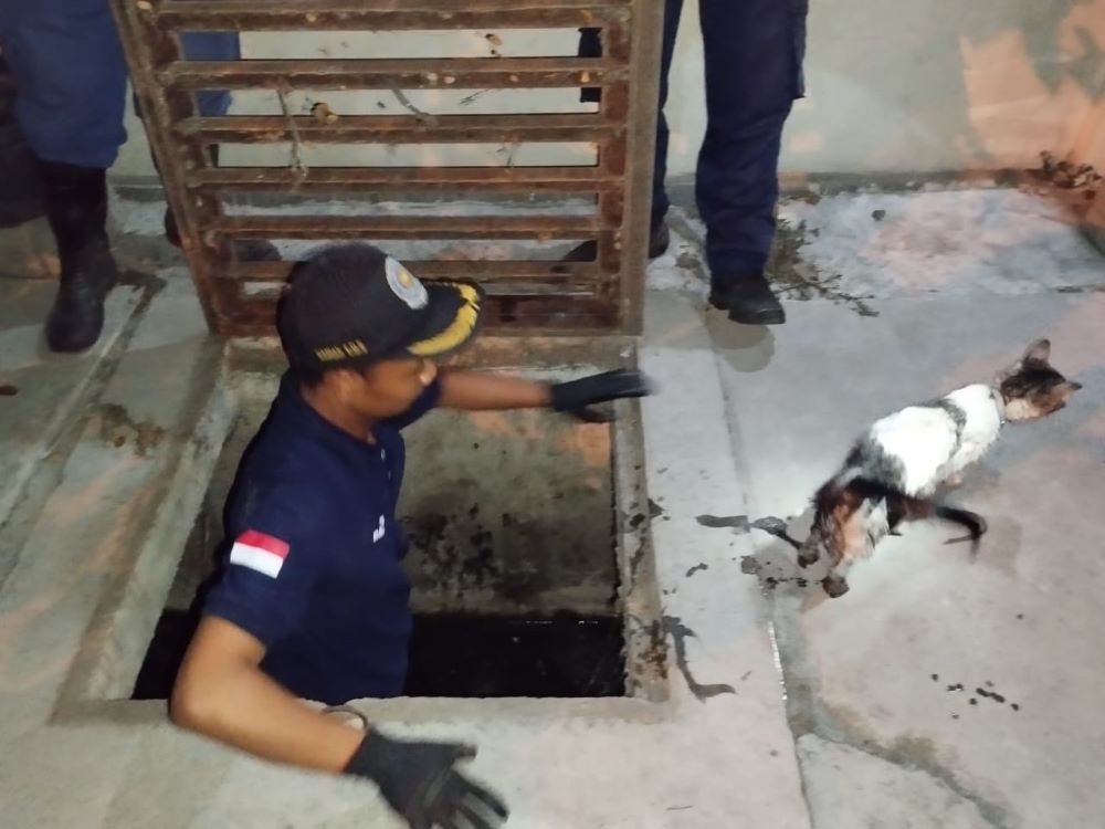PENYELAMATAN: Petugas UPTD Damkar Kota Mojokerto mengevakuasi kucing dari saluran di Jalan Welirang dengan membuka bak kontrol, Sabtu (28/9) malam.