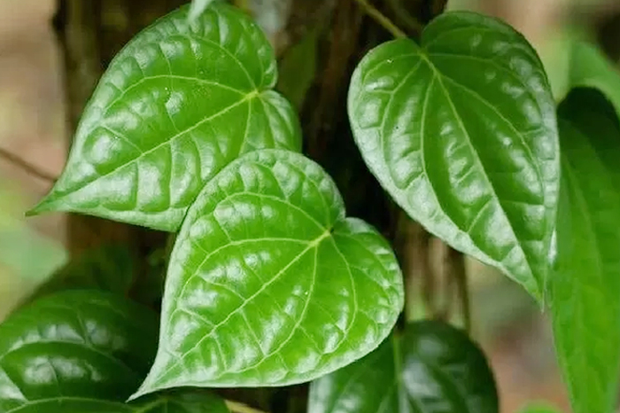 Manfaat daun sirih