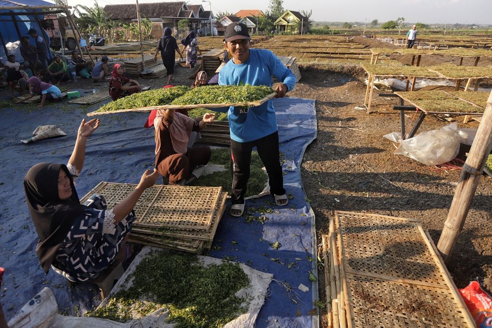 PANEN: Petani tembakau di Kecamatan Dawarblandong memanen tembakau. Namun mereka resah karena harga di tingkat petani turun.