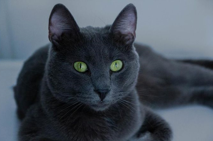 Mengenal Russian Blue, Kucing dengan Sifat yang Sangat Manja