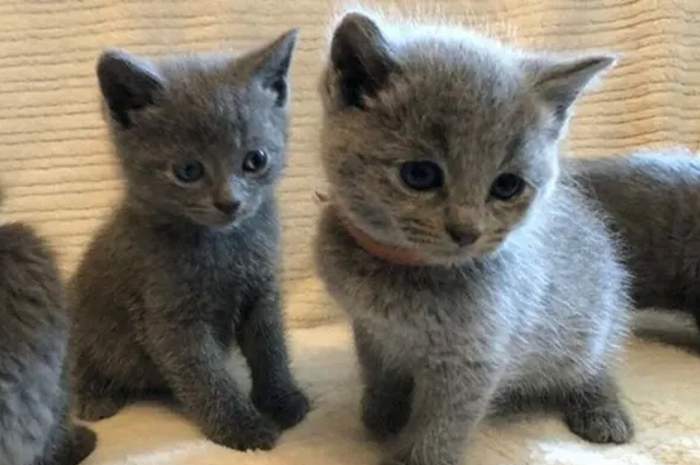 Mengenal Russian Blue, Kucing dengan Sifat yang Sangat Manja