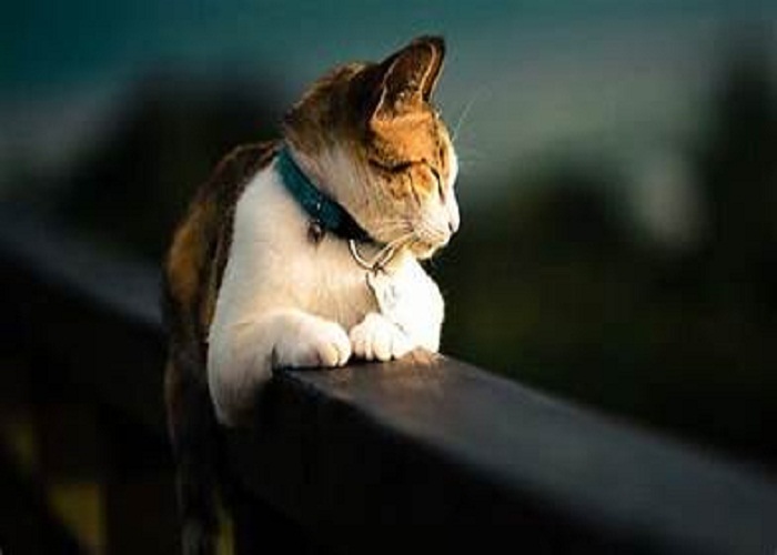 Ilstrasi foto (Istimewa)