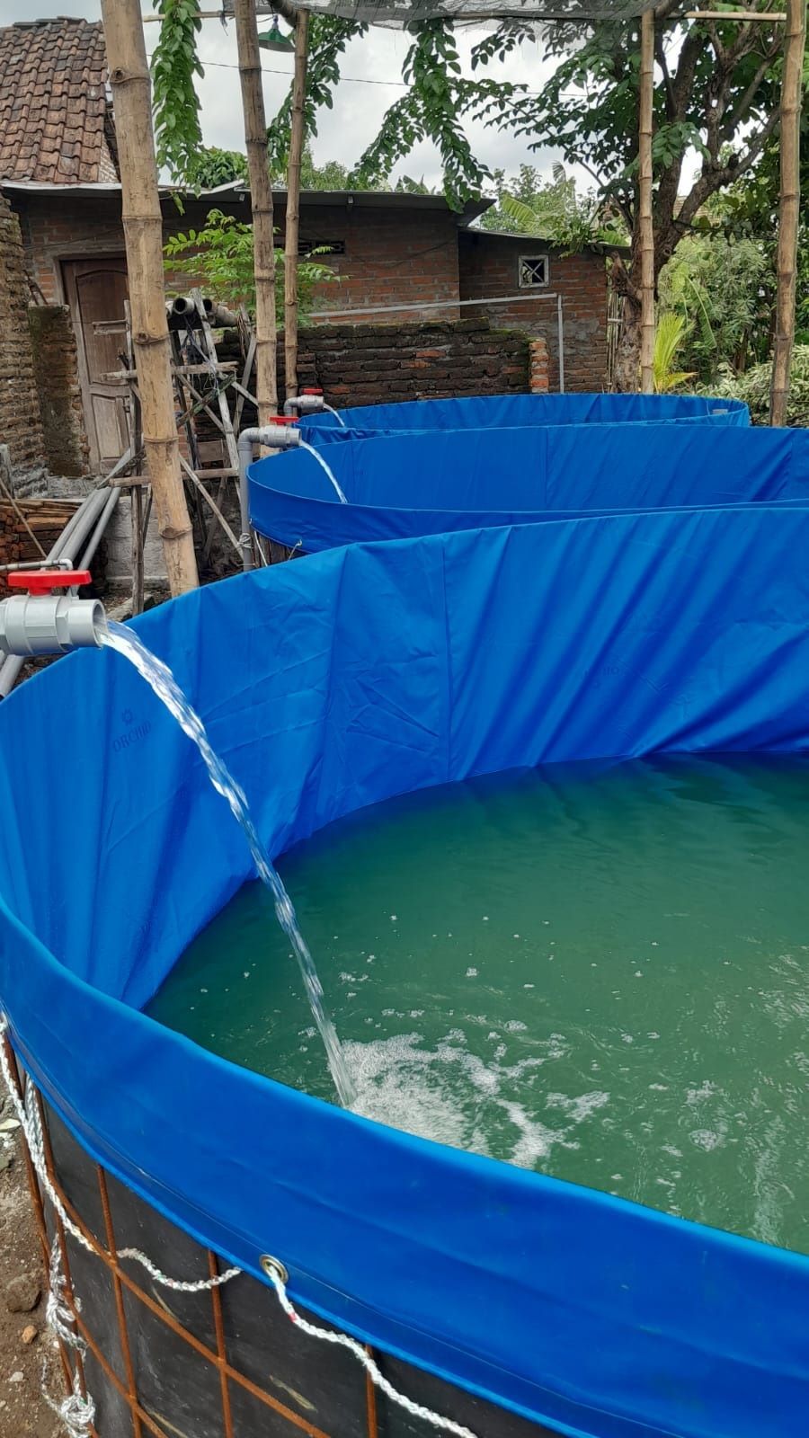 BAGI HASIL: BUMDes Sumberjati, Kecamatan Mojoanyar membudidayakan ikan lele untuk memenuhi kebutuhan pangan dan meningkatkan perekonomian warga.