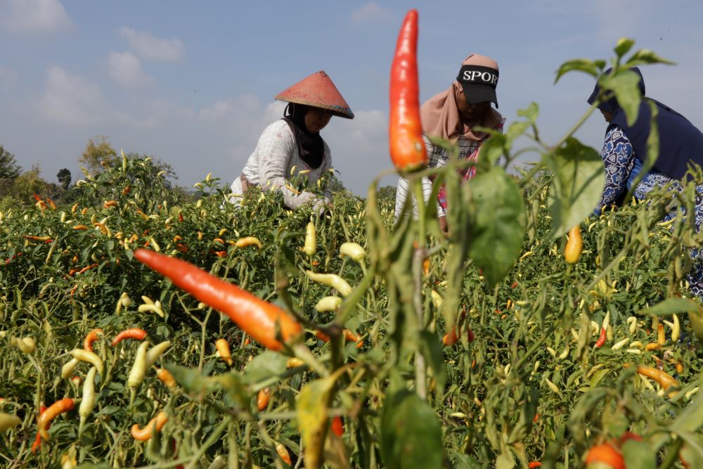 BUTUH PENERUS: Petani cabai di Desa Suru, Kecamatan Dawarblandong, sedang panen beberapa waktu lalu.