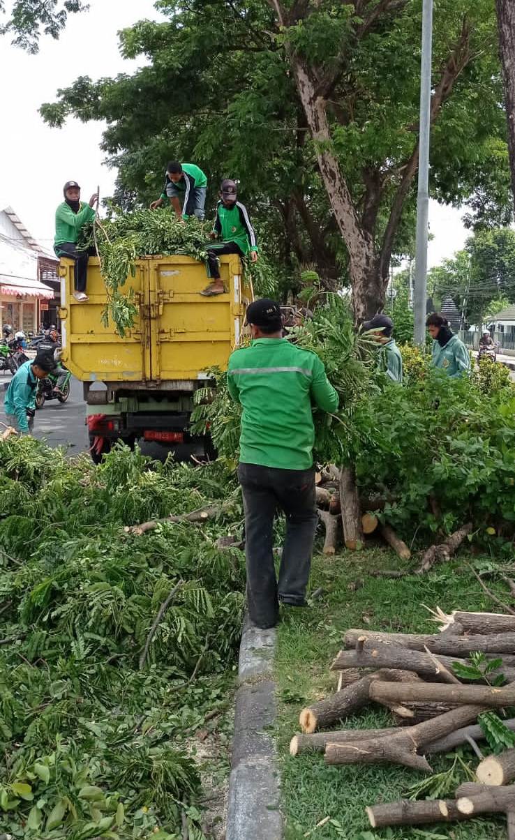 PREVENTIF: Petugas DLH Kabupaten Mojokerto mengepras sejumlah pohon di jalan RA Basuni, Kecamatan Sooko.